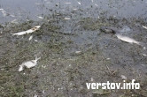 Река Гумбейка отравлена? В Агаповском районе гибнет рыба