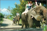 PEGAS Touristik предупреждает: к слону особый подход нужен