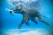 PEGAS Touristik предупреждает: к слону особый подход нужен