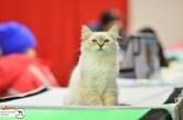 Британы, мейн куны, персы... Jazz Mall приглашает на бесплатную выставку кошек!