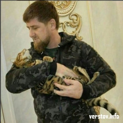 Пропала кошка! Глава Чечни просит о помощи