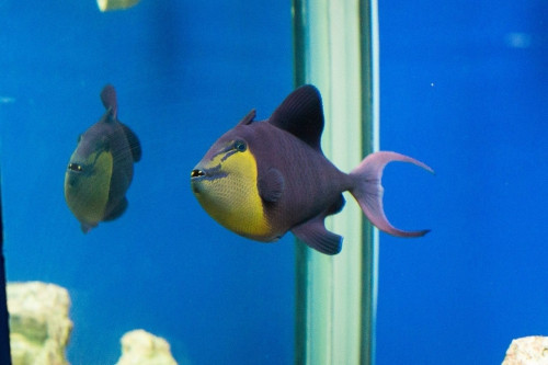 В Магнитогорске открылась выставка экзотических рыб «Подводный мир»