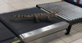 Любитель экзотики. Магнитогорца задержали в аэропорту с двумя крокодилами из Вьетнама