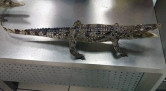 Любитель экзотики. Магнитогорца задержали в аэропорту с двумя крокодилами из Вьетнама