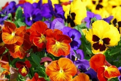 Спешите! С 16 мая в Магнитке открывается выставка-продажа цветочной рассады