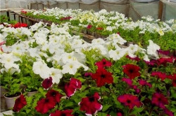 Спешите! С 16 мая в Магнитке открывается выставка-продажа цветочной рассады