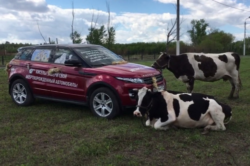 То ослы, то коровы. Владелица «мертворожденного» Range Rover удивила магнитогорцев новой «инсталляцией»