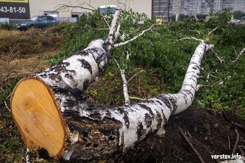 Берёзки жалко. Строители пожертвовали многолетними деревьями ради парковки в парке у Вечного огня
