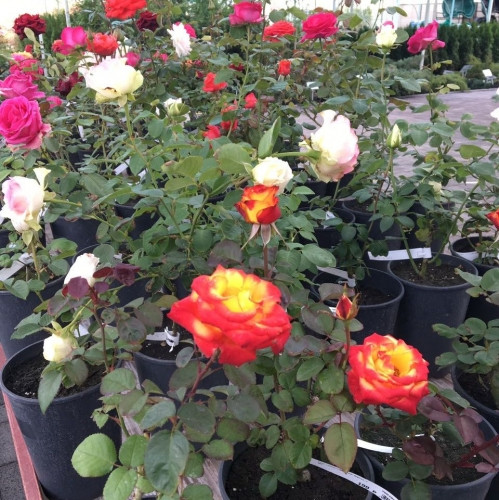 Осенняя распродажа набирает обороты! В «Зелёном острове» скидка 50% на саженцы роз и луковичные растения!
