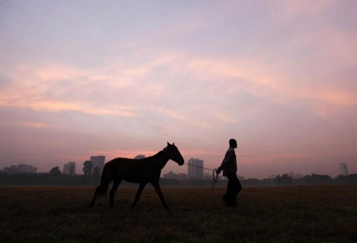 «Выйду ночью в поле с конём». В Башкирии вновь совершена крупная кража лошадей, которых нашли в Челябинской области