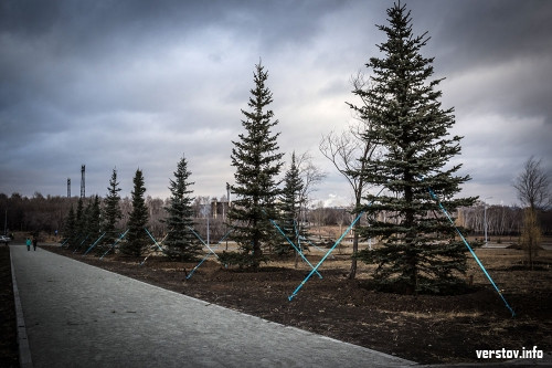 «Жителям города нравится хвоя». До конца ноября в городе высадят порядка 500 деревьев
