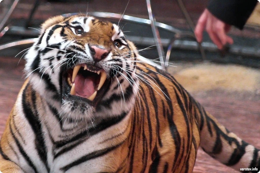 После тигра идет. После тигра идет. Дикие животные в городе. После тигра идет. После тигра идет.