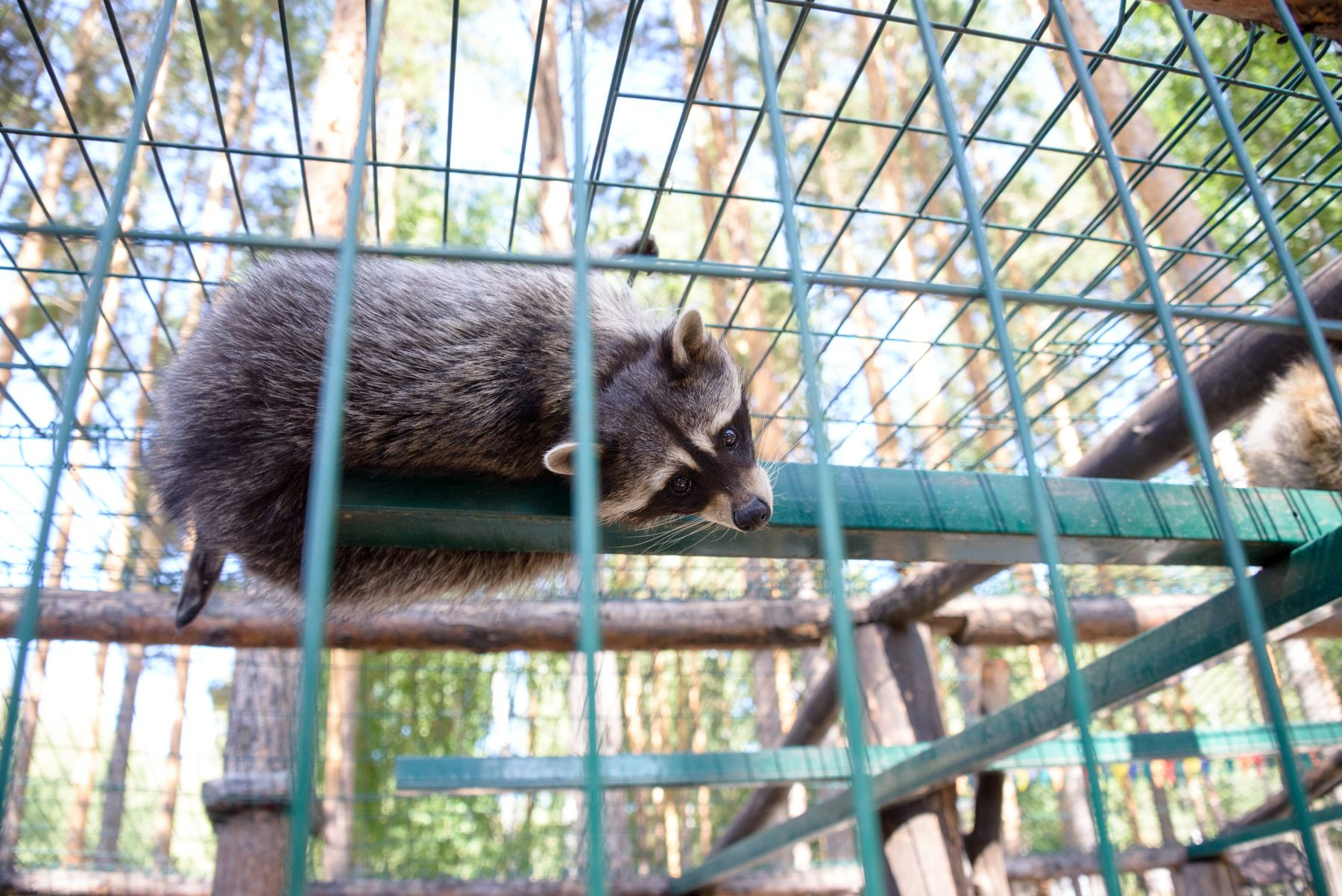 ГЛЦ Зоо_031_DSC_7857.jpg ГЛЦ Зоо_031_DSC_7857.jpg