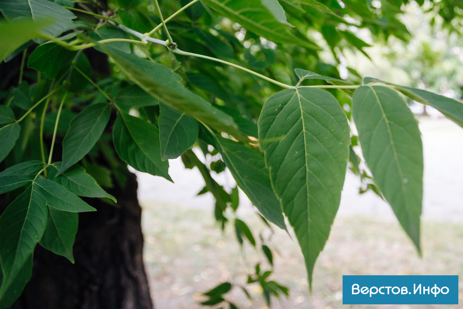 IMG_4014.jpg IMG_4014.jpg