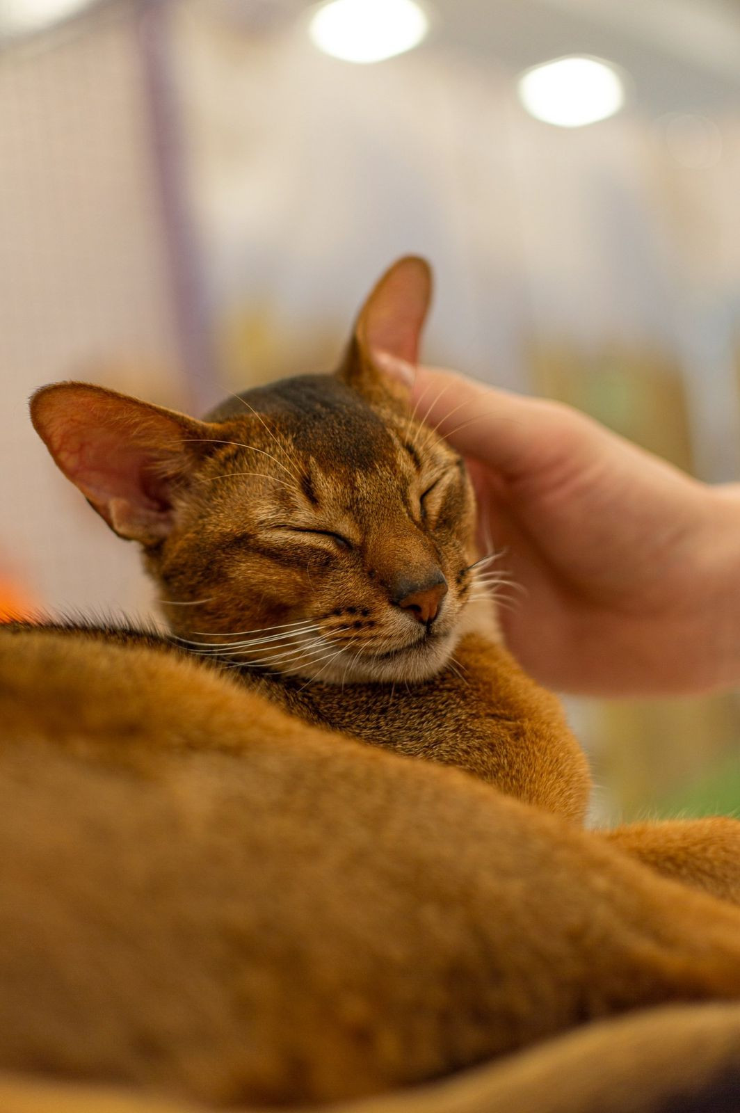 Изображение WhatsApp 2025-05-26 в 14.46.20_b4fd430b.jpg Изображение WhatsApp 2025-05-26 в 14.46.20_b4fd430b.jpg