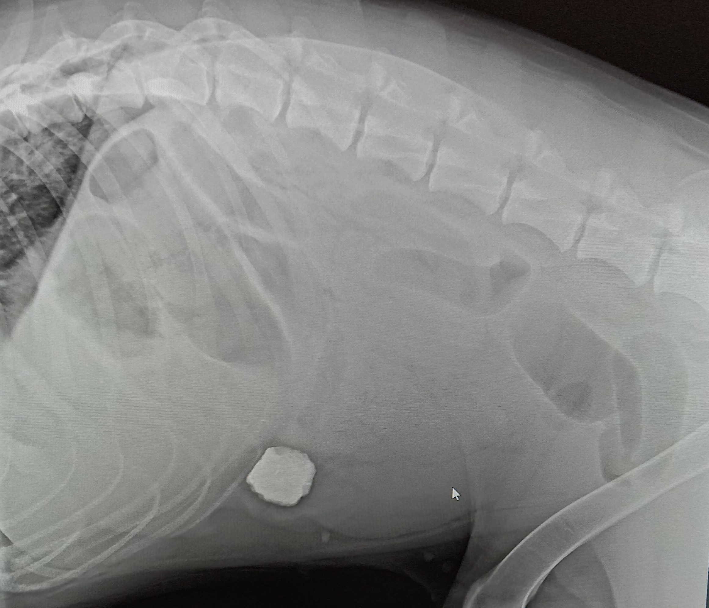 арни 2.jpg арни 2.jpg