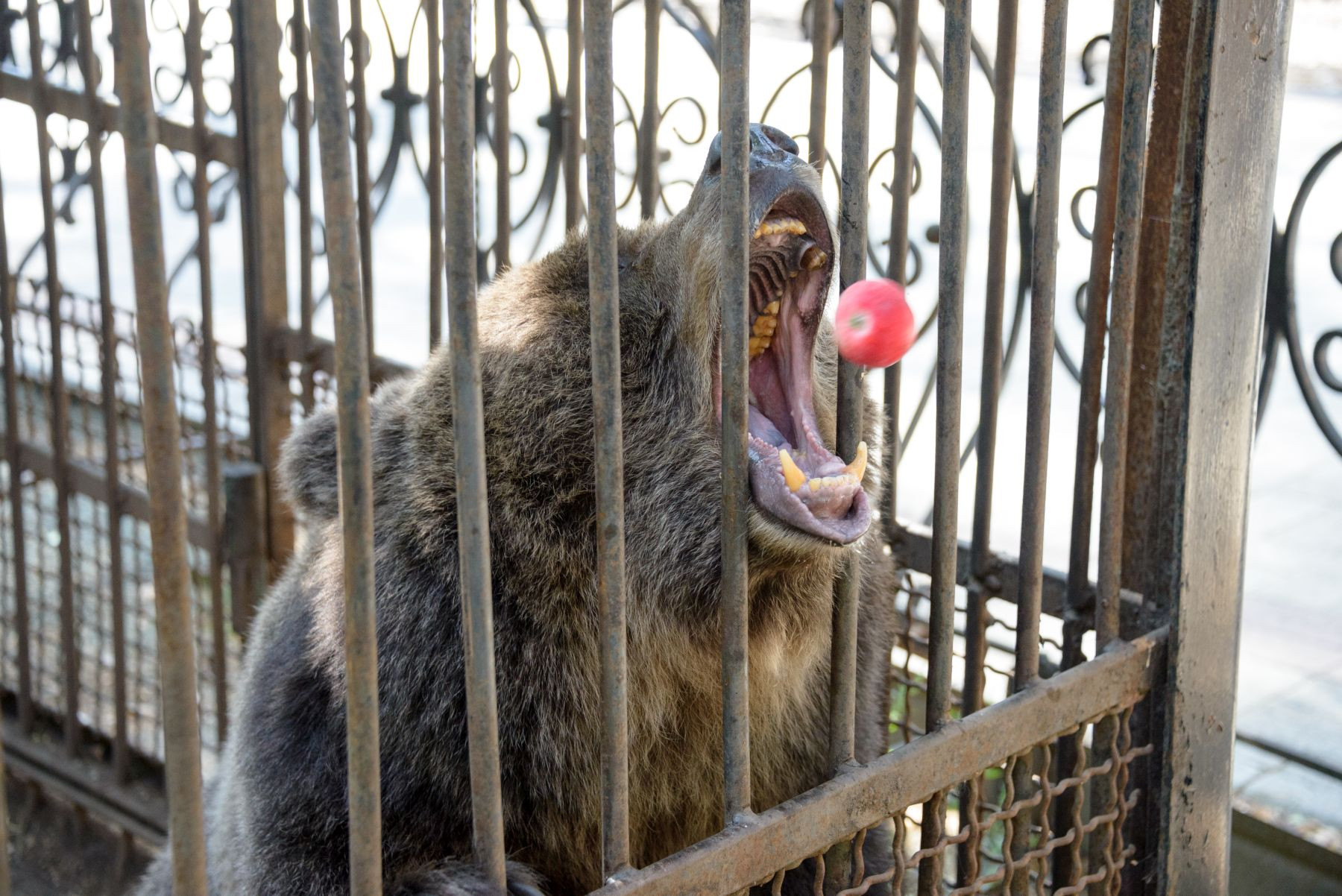 ГЛЦ Зоо_020_DSC_7809.jpg ГЛЦ Зоо_020_DSC_7809.jpg