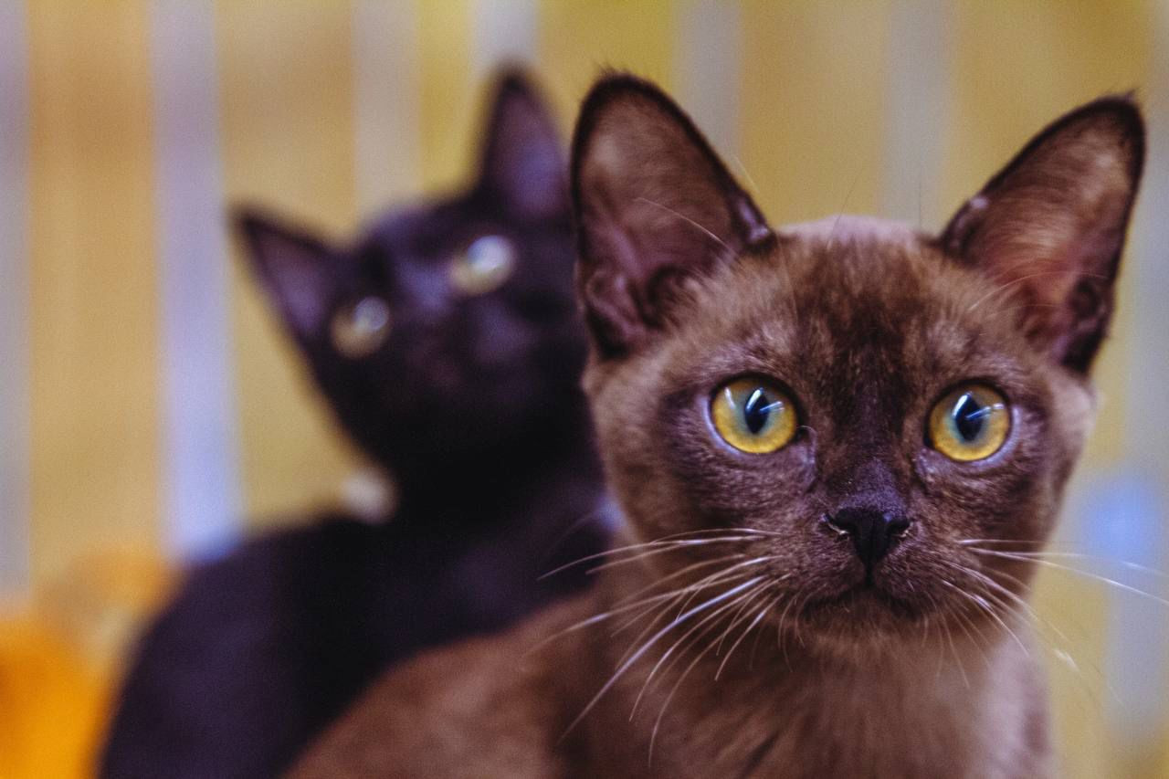 Изображение WhatsApp 2025-05-26 в 14.46.20_4dcfb4a9.jpg Изображение WhatsApp 2025-05-26 в 14.46.20_4dcfb4a9.jpg