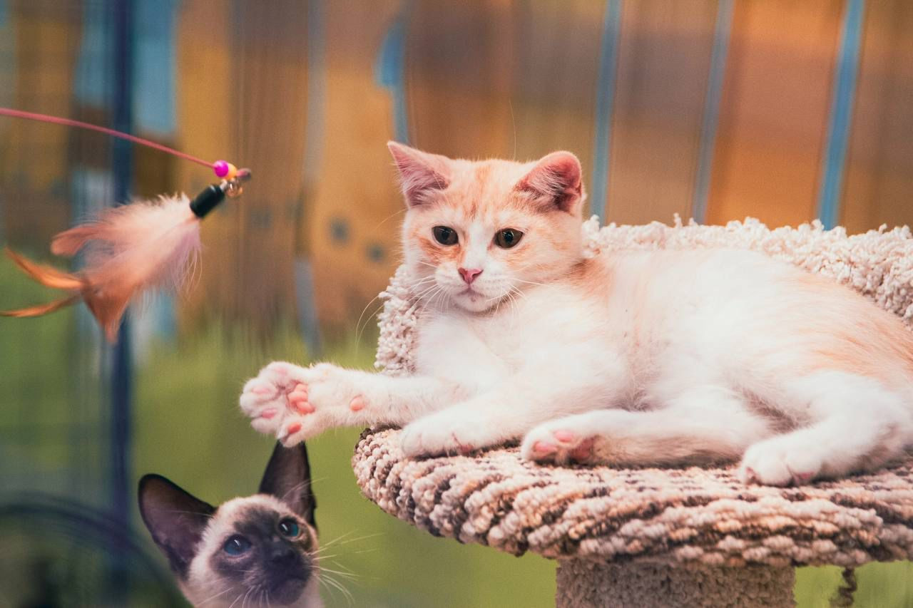 Изображение WhatsApp 2025-05-26 в 14.46.20_74762452.jpg Изображение WhatsApp 2025-05-26 в 14.46.20_74762452.jpg