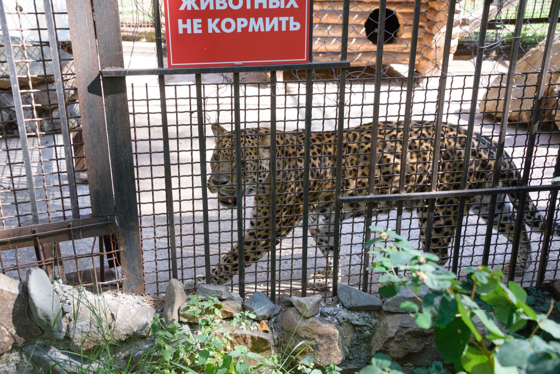 ГЛЦ Зоо_061_DSC_7948.jpg ГЛЦ Зоо_061_DSC_7948.jpg