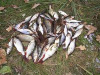 Кто погубил рыбу в Верхнеуральском водохранилище?