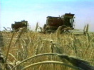 Зерно по осени считают Зерно по осени считают