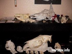 Свой скелет коллекционерка оставит рядом с черепами зверей