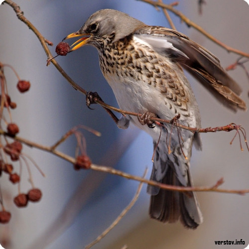 Дрозд-рябинник