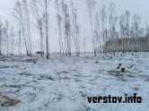 Лесок в поселке Магнитном местные жители «растащили» на дрова