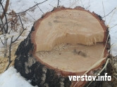 Лесок в поселке Магнитном местные жители «растащили» на дрова