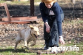 Смоки, Гаврош и Симона. Собаководы устроили соревнование для своих питомцев