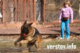 Смоки, Гаврош и Симона. Собаководы устроили соревнование для своих питомцев