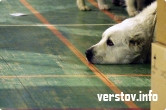 Выставка собак – закрытая вечеринка? Корреспонденту «Верстов.Инфо» предложили заплатить 200 долларов за информацию