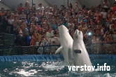 «Рыбки» в клетке. Корреспонденты «Верстов.Инфо» посетили шоу московского передвижного дельфинария