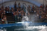 «Рыбки» в клетке. Корреспонденты «Верстов.Инфо» посетили шоу московского передвижного дельфинария