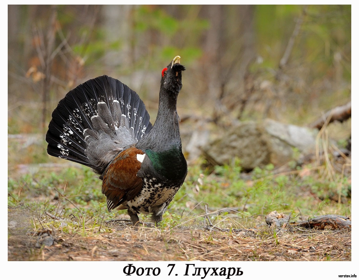 Глухарь и глухарка. Обыкновенный Глухарь. Глухарь (Tetrao urogallus). Чернобрюхий Глухарь. Глухарь и Капалуха.