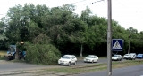 Зеленый «шлагбаум». Упавшее дерево перекрыло дорогу