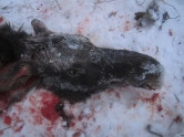Неожиданно выскочил? Магнитогорец, охотившийся в Башкортостане, с перепугу подстрелил лося
