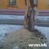 Залётный дятел. В Магнитке лесной гость раздолбил дерево на улице Урицкого