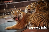 Тигры, дирижер и «Колесо смерти». Корреспонденты «Верстов.Инфо» заглянули в цирк
