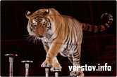 Тигры, дирижер и «Колесо смерти». Корреспонденты «Верстов.Инфо» заглянули в цирк