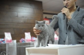 Британы, мейн куны, персы... Jazz Mall приглашает на бесплатную выставку кошек!