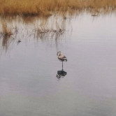 Птичек жалко! На озеро Соленое случайно прилетели фламинго, занесенные в Красную книгу