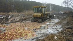 Вражеские же! На увельском полигоне уничтожили 23 тонны свежих яблок