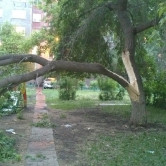 Упс… На детскую площадку упало дерево, которое жильцы просили спилить