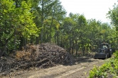 Сотрудники ДСУ работают круглосуточно! В парке Ветеранов вовсю вырубают сухие деревья