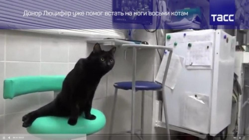 Он уже спас 8 жизней. Уральский кот Люцифер стал донором крови