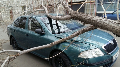 Деревом по «Шкоде»! Ветер устроил автовладельцу неприятный «сюрприз»