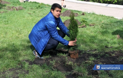 Немного «славы» перепало.  50 новых саженцев появились у школы