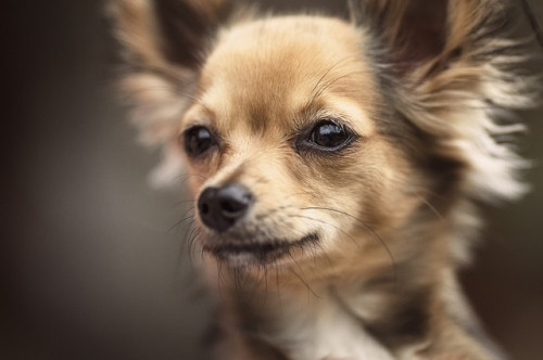 Мимишность зашкалит. «Магнитка.Лайф» и груминг салон «Барселона» объявляют фотоконкурс на самую няшную собаку